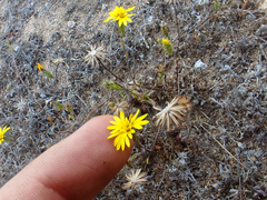 Lessingia pectinata