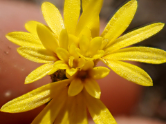 Lessingia pectinata