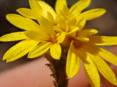 Lessingia pectinata