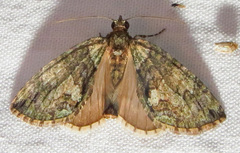 Hydriomena transfigurata
