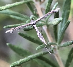Anstenoptilia marmarodactyla