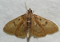 Palpita freemanalis