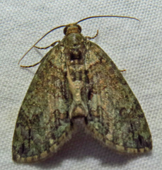 Hydriomena transfigurata