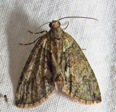 Hydriomena transfigurata