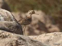 Burhinus senegalensis