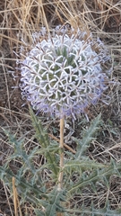 Echinops ritro