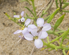 Phthiria vagans