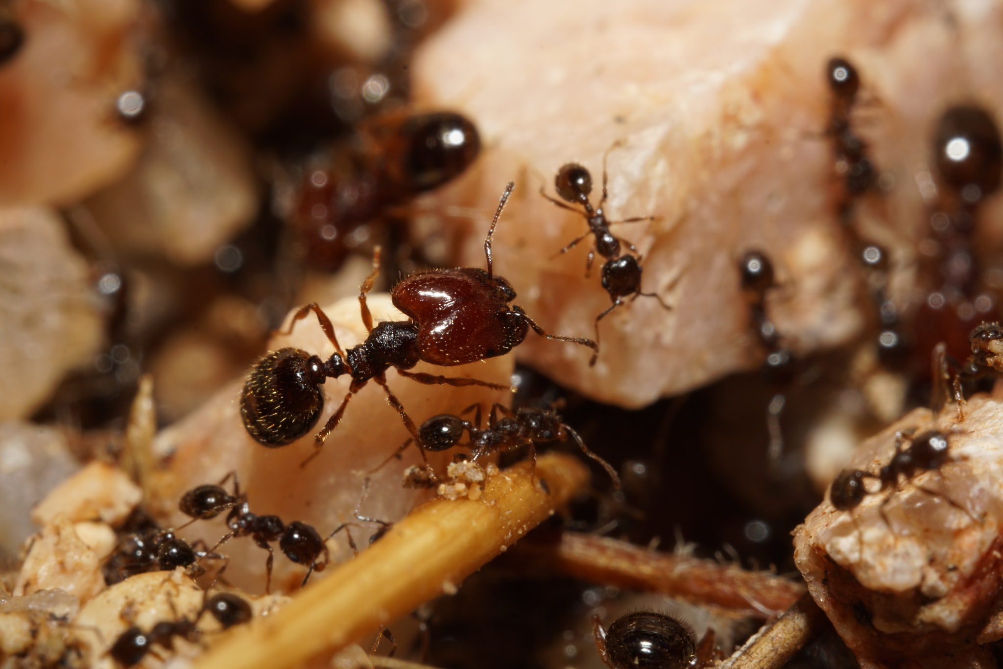Pheidole xerophila