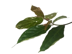 Ficus scortechinii