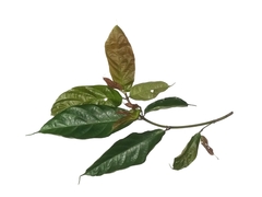 Ficus scortechinii