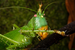 Panacanthus cuspidatus