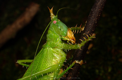 Panacanthus cuspidatus
