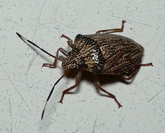 Antiteuchus macraspis