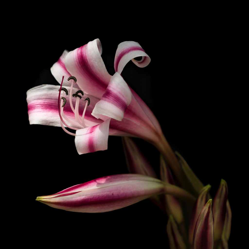Candystripe Swamplily