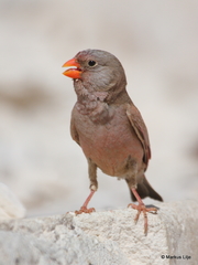 Bucanetes githagineus