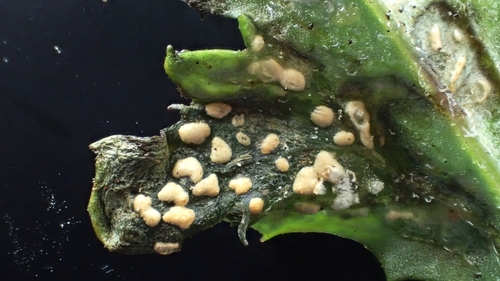 Parasitic Molds - Observation of the Week, 8/5/18 · iNaturalist