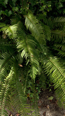 Polystichum munitum