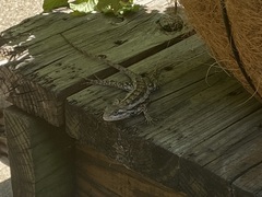 Sceloporus olivaceus