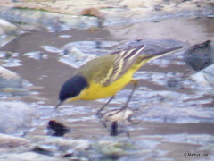 Motacilla flava feldegg