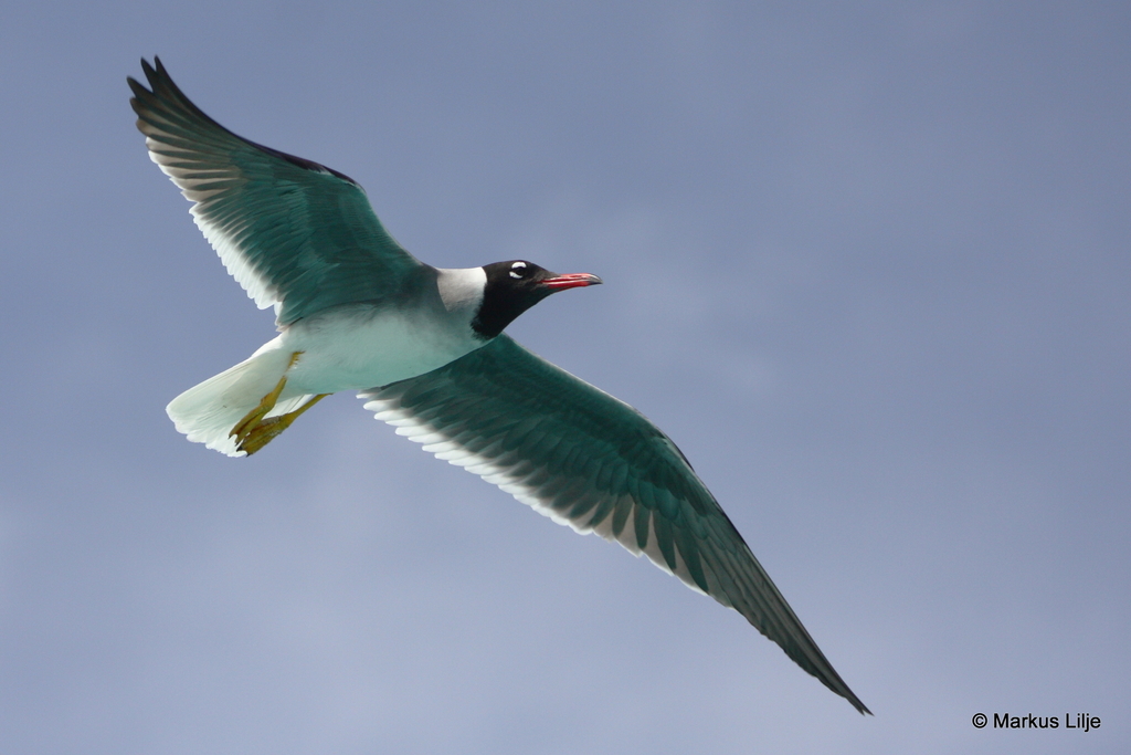 White-eyed Gull (Birds of Saudi Arabia) · iNaturalist