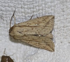 Mythimna decisissima