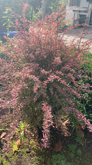 Berberis thunbergii