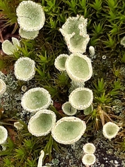 Cladonia humilis