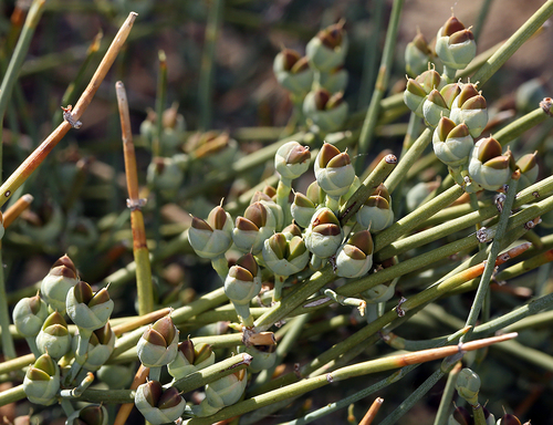Nevada jointfir (Ephedra nevadensis)