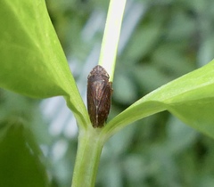 Aphrodinae