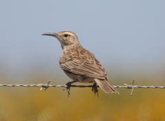 Certhilauda curvirostris curvirostris