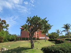 Dendrocereus nudiflorus
