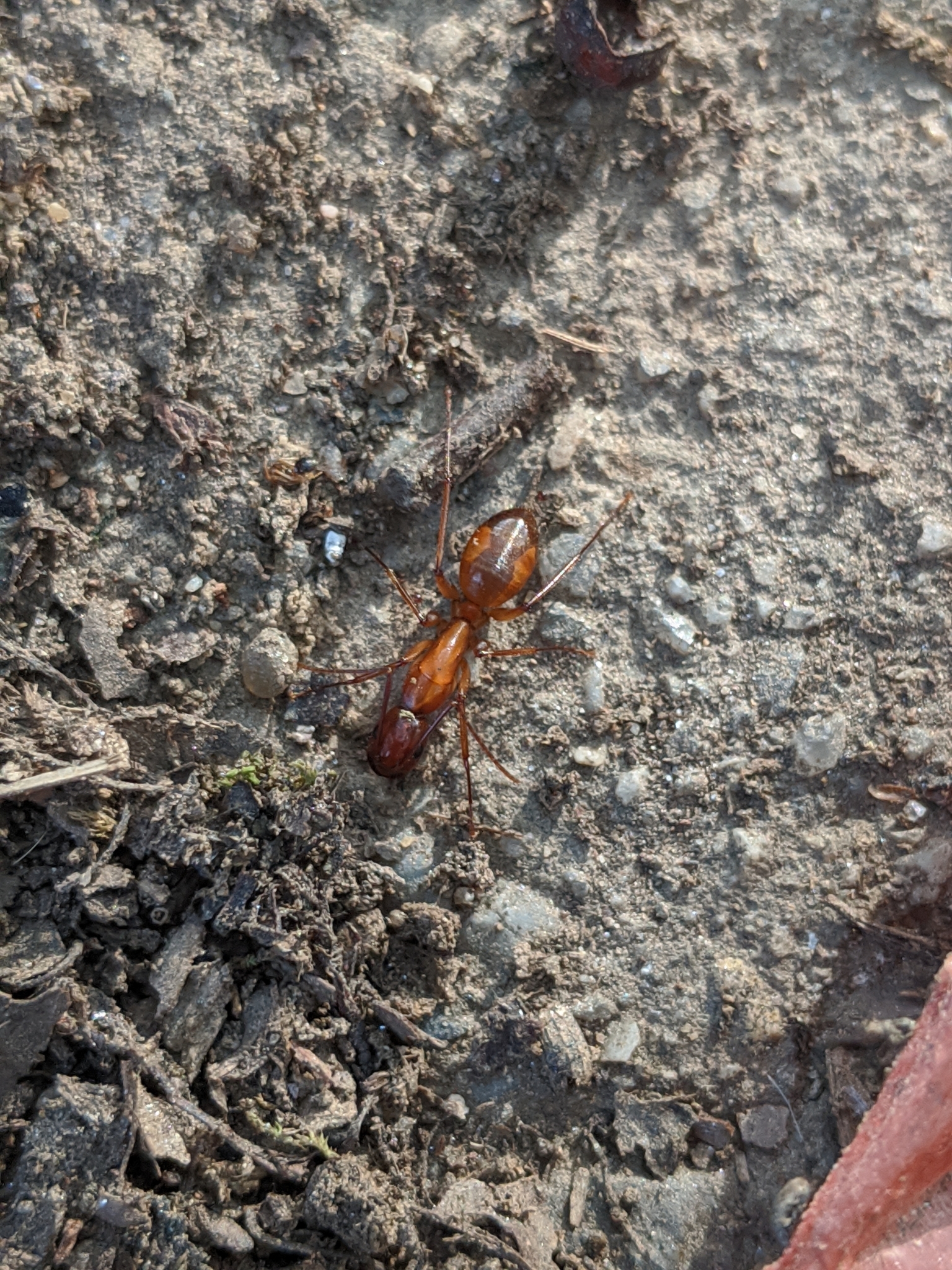 Camponotus castaneus