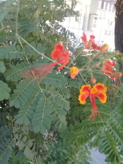 Caesalpinia pulcherrima