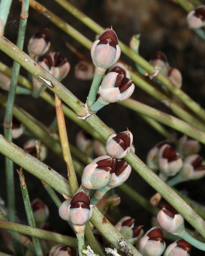 Ephedra nevadensis