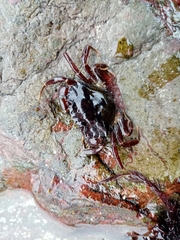 Carcinus maenas