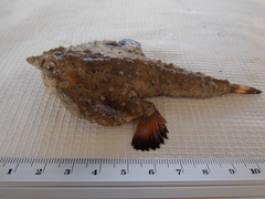 Ogcocephalus nasutus