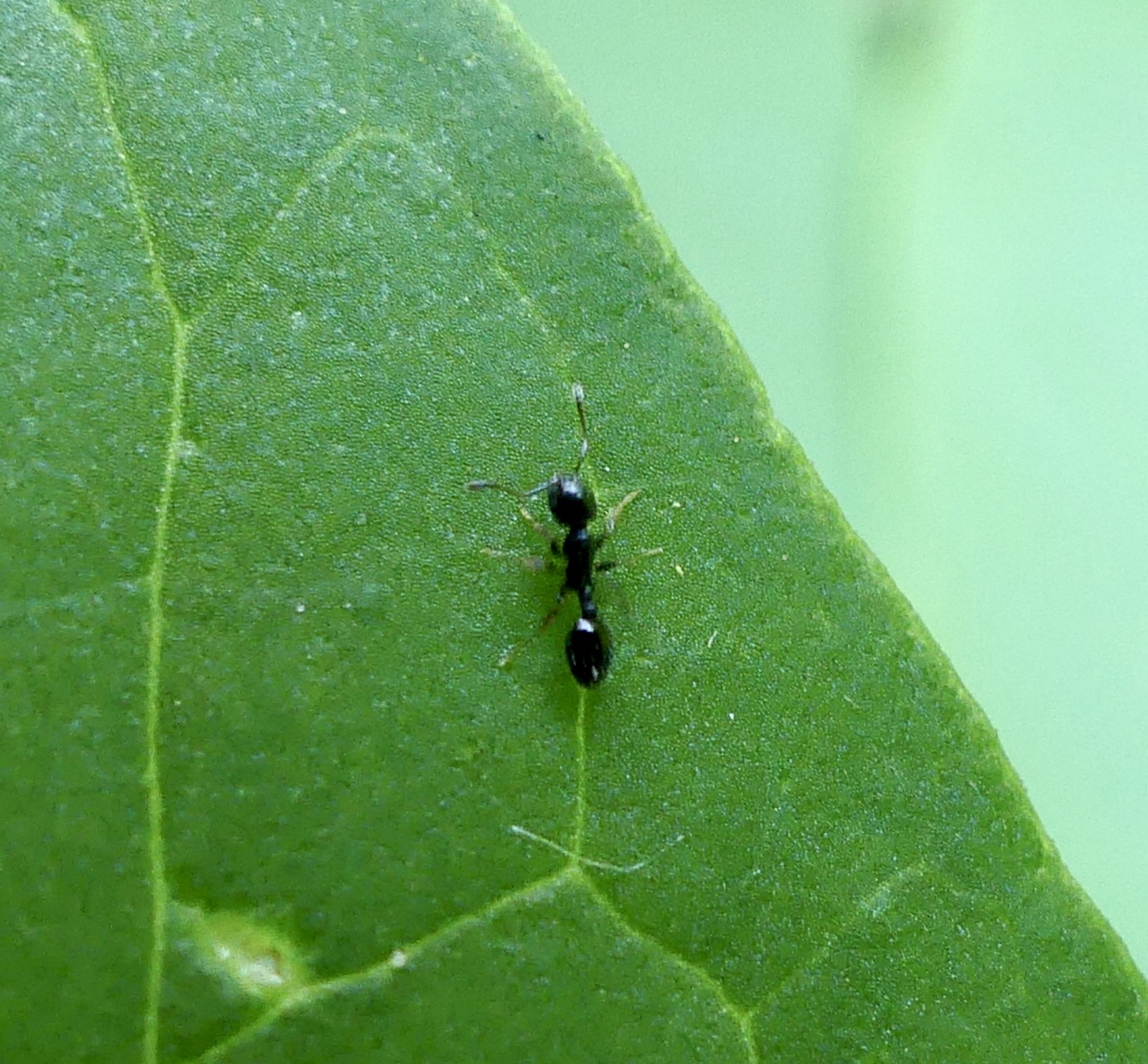 Temnothorax longispinosus