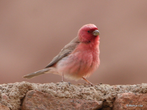 Sinai Rosefinch
