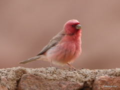 Carpodacus synoicus