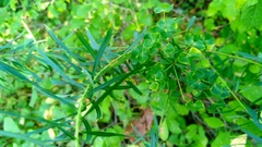 Euphorbia