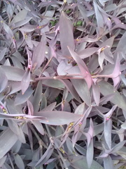 Tradescantia pallida
