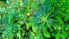 Euphorbia