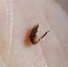 Aphrodinae