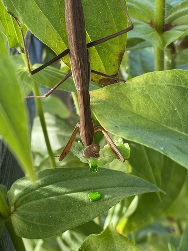 Chinese Mantis, photo 5 of 10