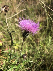 Cirsium virginianum