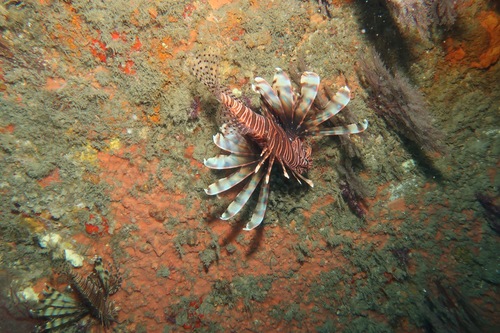 Lionfish