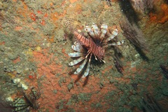 Lionfish