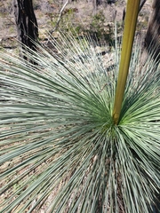 Xanthorrhoea glauca