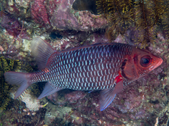 Violet Squirrelfish photo 1