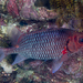 Violet Squirrelfish - Photo (c) Rickard Zerpe, some rights reserved (CC BY)